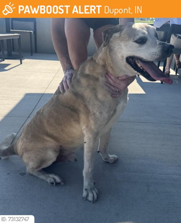 Found/Stray Male Dog last seen Tonkel, Dupont, IN 47231