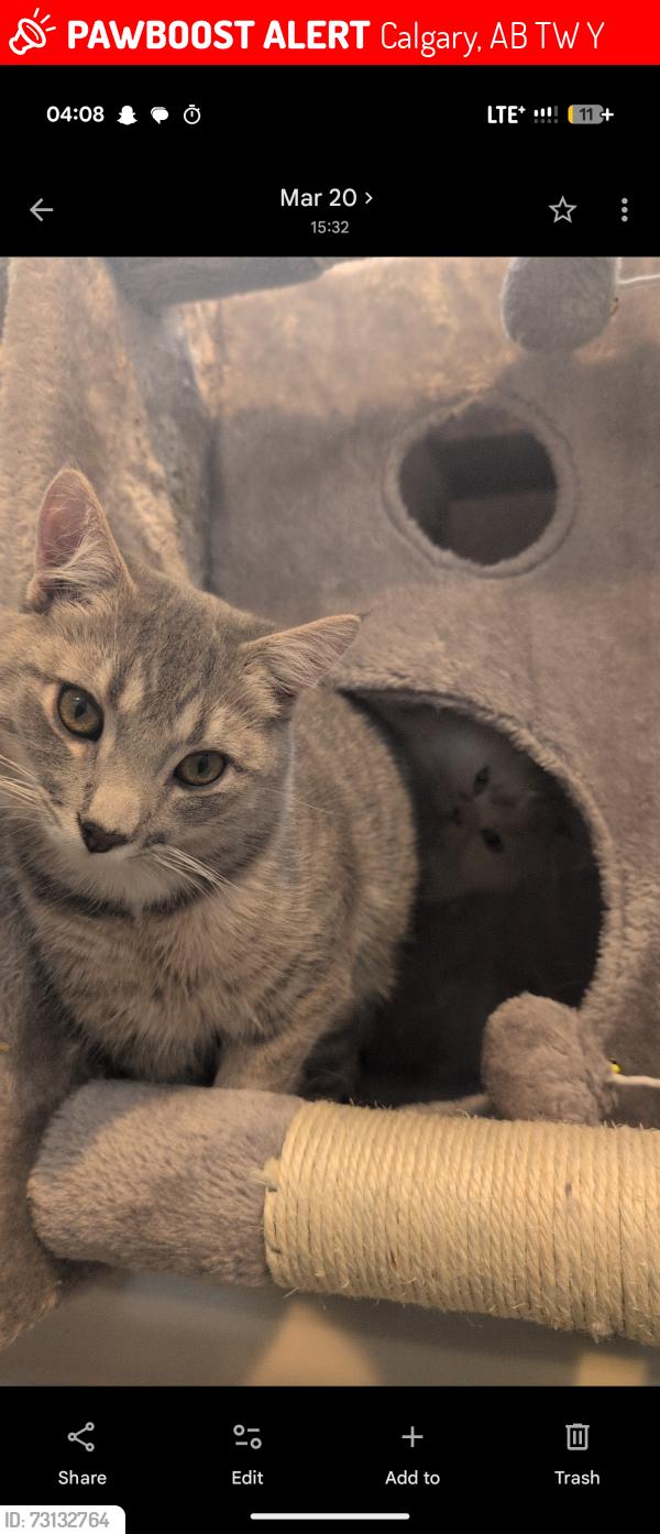 Lost Female Cat last seen Sabrina bay sw, Calgary, AB T2W 1Y9