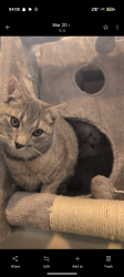 Lost Female Cat last seen Sabrina bay sw, Calgary, AB T2W 1Y9
