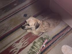 Reunited Unknown Dog last seen Between Round Mountain/Sandy Rd and Hwy. 281 Johnson City,Tx, Johnson City, TX 78636