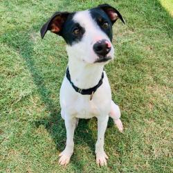 Shelter Stray Male Dog last seen , 2951 S 1st St, Cabot, AR 72023, USA