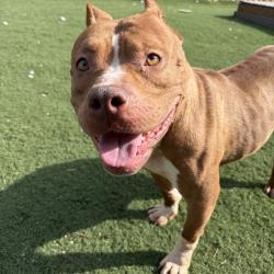 Shelter Stray Female Dog last seen , 2700 Walnut Pl, St. Louis, MO 63103, USA