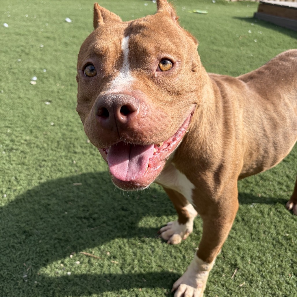 Shelter Stray Female Dog last seen , 2700 Walnut Pl, St. Louis, MO 63103, USA
