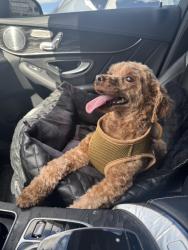 Lost Female Dog last seen Near Spruce street Manchester New Hampshire, Manchester, NH 03103