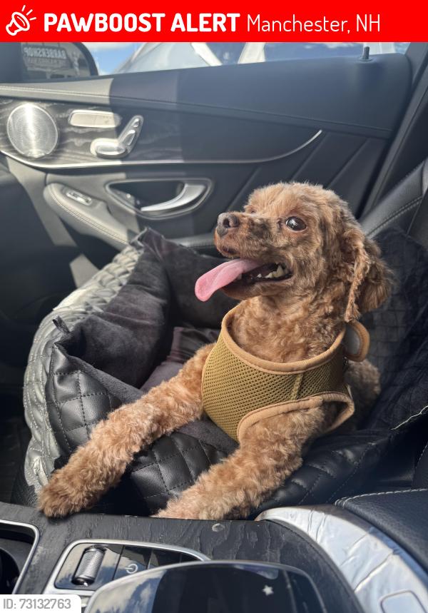 Lost Female Dog last seen Near Spruce street Manchester New Hampshire, Manchester, NH 03103