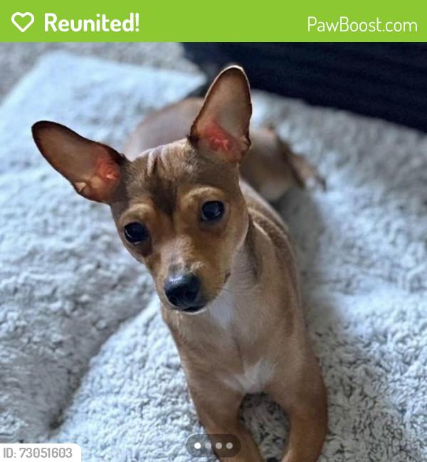 Reunited Female Dog last seen Coventry park apmts, Jacksonville, FL 32216