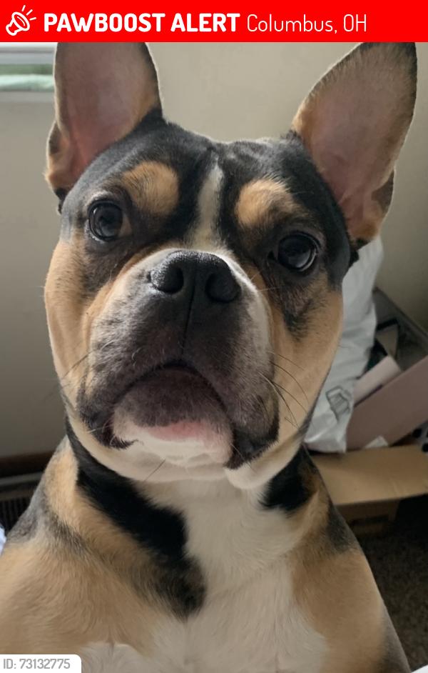 Lost Female Dog last seen Oakwood, Columbus, OH 43207