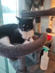 Lost Male Cat last seen Cuyamaca and El Nopal, Santee, CA 92071