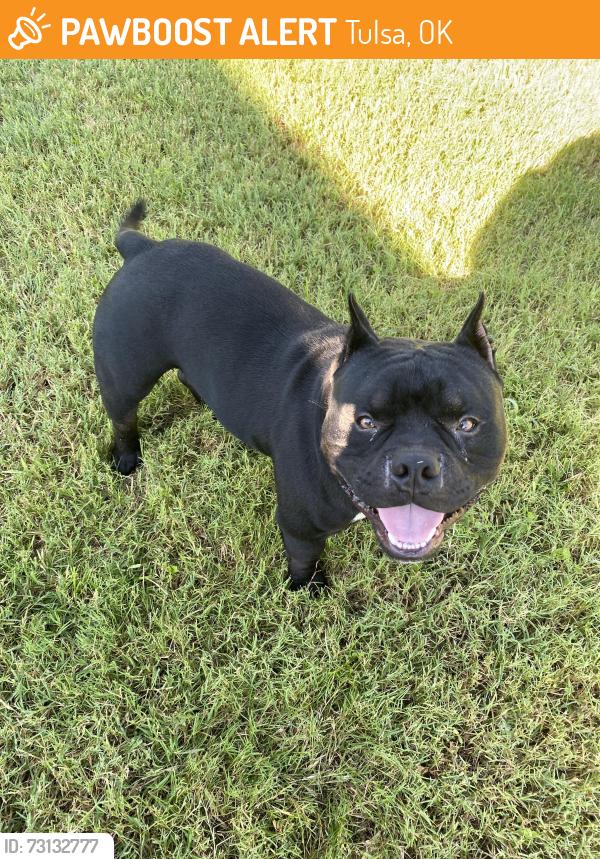 Found/Stray Male Dog last seen Oak Ridge Park neighborhood, Tulsa, OK 74134