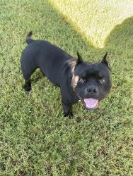 Found/Stray Male Dog last seen Oak Ridge Park neighborhood, Tulsa, OK 74134