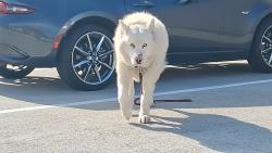 Lost Male Dog last seen Steiner and Golden Gate, San Francisco, CA 94115