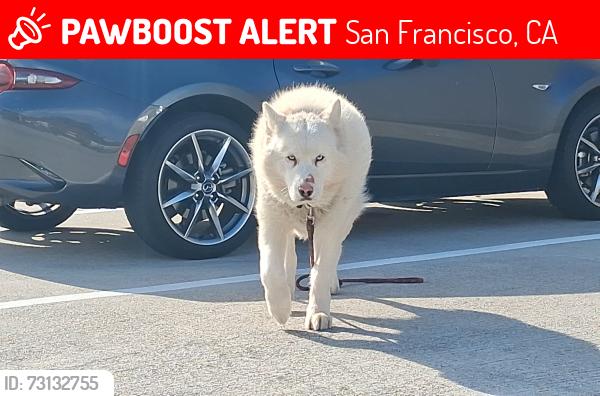 Lost Male Dog last seen Steiner and Golden Gate, San Francisco, CA 94115