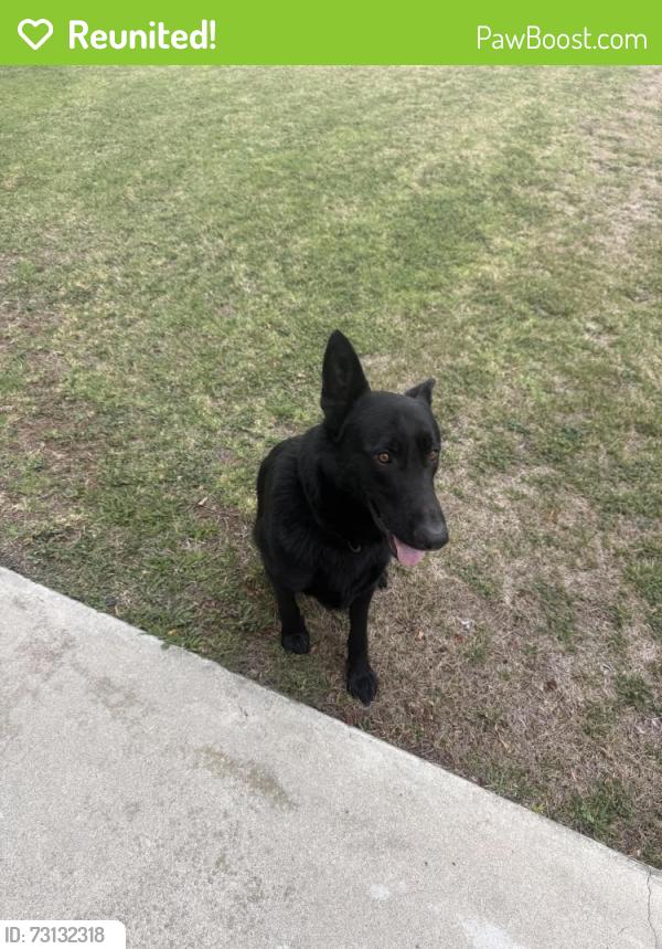 Reunited Male Dog last seen Mountain and 6th st, Ontario, CA 91762