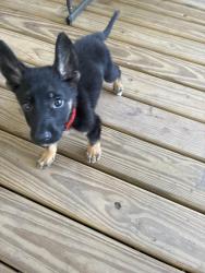 Found/Stray Male Dog last seen Interception of north loop (610 west) and Fulton street, Houston, TX 77022
