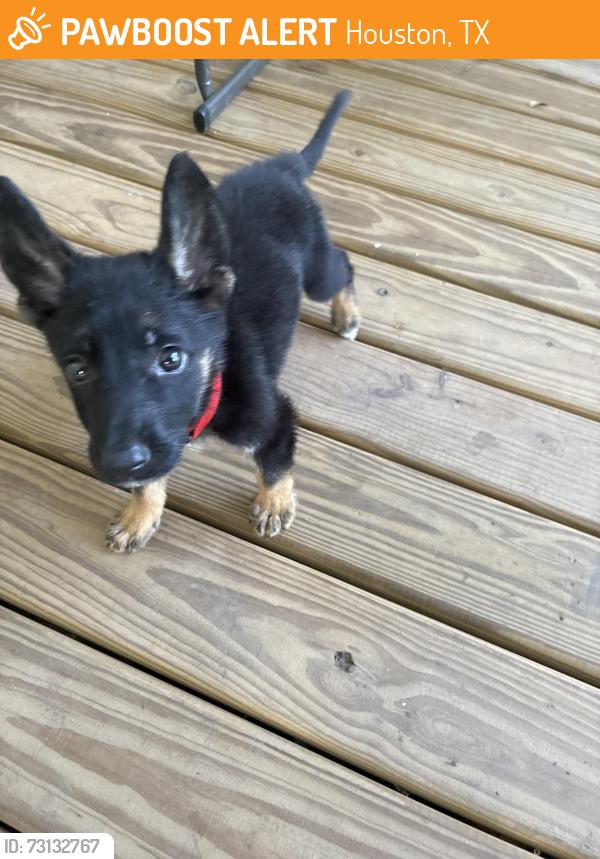 Found/Stray Male Dog last seen Interception of north loop (610 west) and Fulton street, Houston, TX 77022