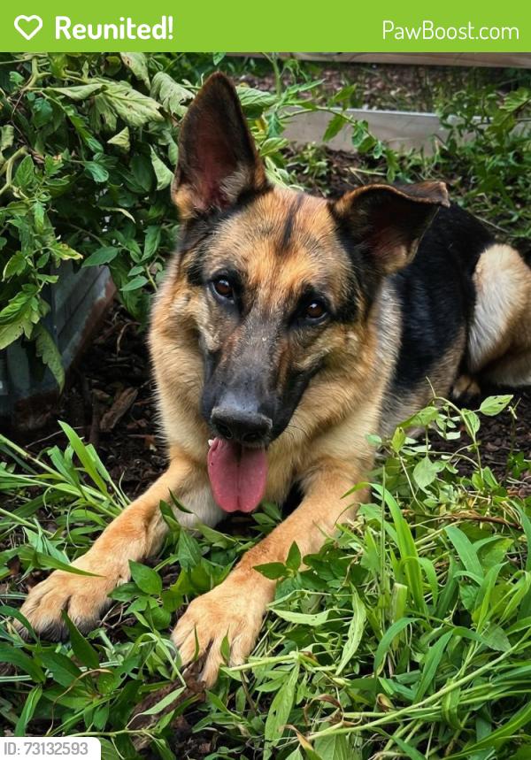 Reunited Male Dog last seen Stuart Ave, Richmond, VA 23226