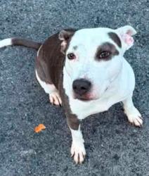 Found/Stray Female Dog last seen Reserve neighborhood, Dallas, GA 30157