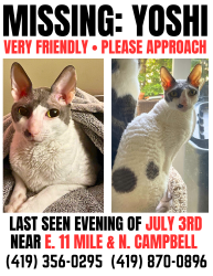 Reunited Male Cat last seen E. 11 mile and N. Campbell, Royal Oak, MI 48067