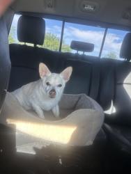 Lost Male Dog last seen Resler and Belvedere, El Paso, TX 79912