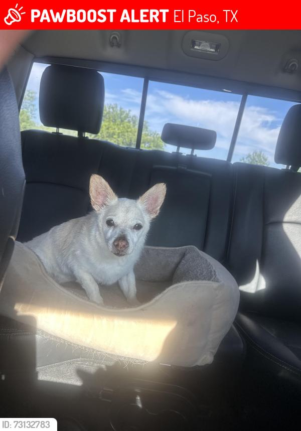 Lost Male Dog last seen Resler and Belvedere, El Paso, TX 79912