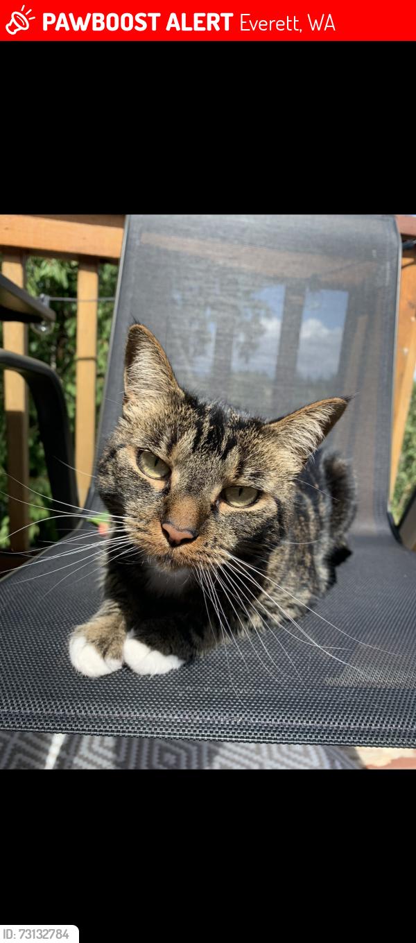 Lost Female Cat last seen Near Hannabrook Park, Everett, WA 98203