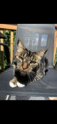 Lost Female Cat last seen Near Hannabrook Park, Everett, WA 98203