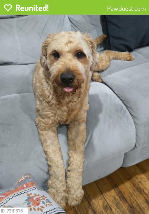 Reunited Male Dog last seen Richmond ave., Paterson, NJ 07502