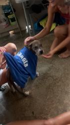 Found/Stray Male Dog last seen Ingram Pool, Longview, TX 75601