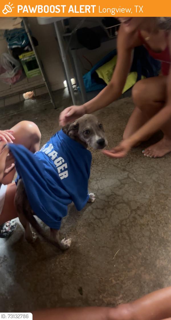 Found/Stray Male Dog last seen Ingram Pool, Longview, TX 75601