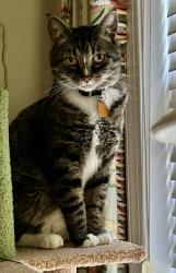 Reunited Male Cat last seen Cottage place, Greensboro, NC 27455