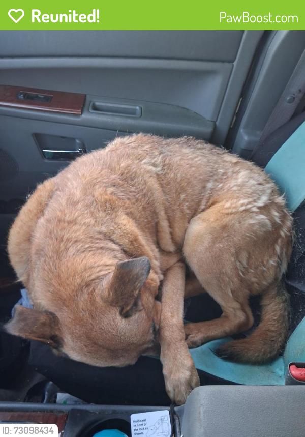 Reunited Male Dog last seen Blowing springs lane and keyes road, Liberty Township, MO 65535