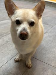 Lost Male Dog last seen Resler and Belvedere, El Paso, TX 79912