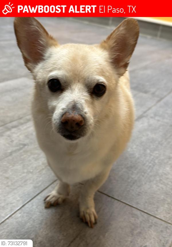 Lost Male Dog last seen Resler and Belvedere, El Paso, TX 79912