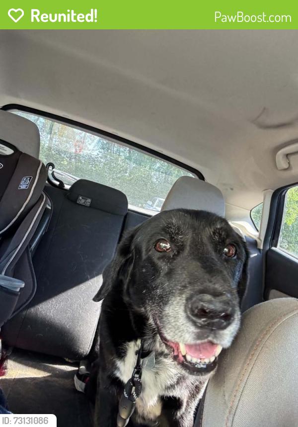 Reunited Male Dog last seen Johnson parkway saint paul, Saint Paul, MN 55106
