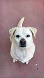 Reunited Male Dog last seen 40th st and Mcdowell, Phoenix, AZ 85008