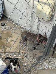 Found/Stray Female Dog last seen Hubbard st and Valecrest dr, Moreno Valley, CA 92557