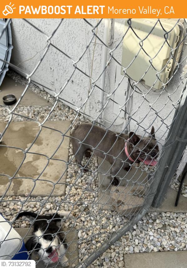Found/Stray Female Dog last seen Hubbard st and Valecrest dr, Moreno Valley, CA 92557