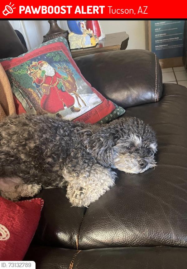 Lost Female Dog last seen Liberty and drexel, Tucson, AZ 85706