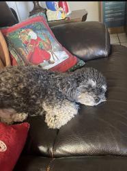 Lost Female Dog last seen Liberty and drexel, Tucson, AZ 85706