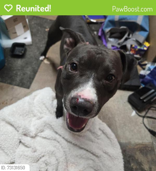 Reunited Male Dog last seen Engblad & Cloverdale, Fort Worth, TX 76134