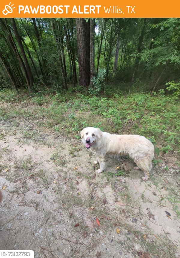 Found/Stray Female Dog last seen Near forest rd and Calvary rd, Willis, TX 77318