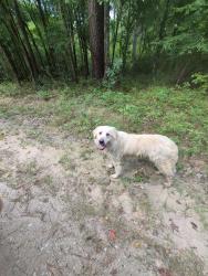 Found/Stray Female Dog last seen Near forest rd and Calvary rd, Willis, TX 77318
