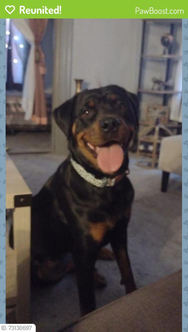 Reunited Female Dog last seen Between Hampton and Gravois, St. Louis, MO 63109