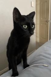 Reunited Female Cat last seen Vandalia, Arlington, TX 76017