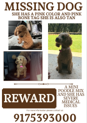 Reunited Female Dog last seen Not sure, Arlington, TX 76016