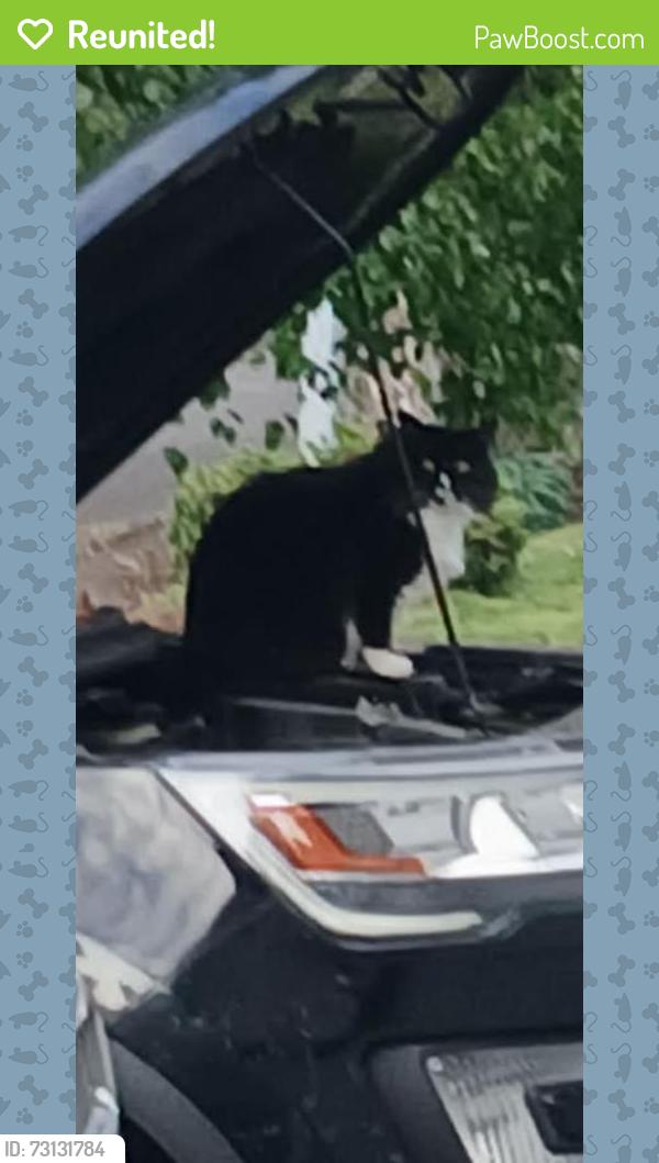 Reunited Female Cat last seen 147th and 50th, Vancouver, WA 98682