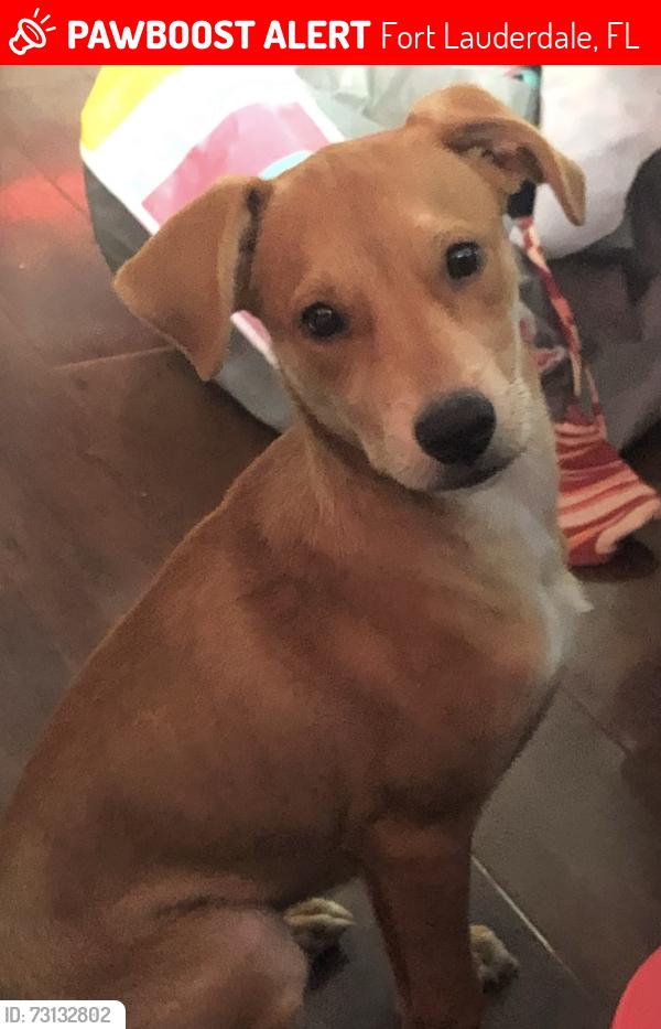 Lost Female Dog last seen Near NW 27th Ave Fort Lauderdale, Fort Lauderdale, FL 33311