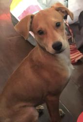 Lost Female Dog last seen Near NW 27th Ave Fort Lauderdale, Fort Lauderdale, FL 33311