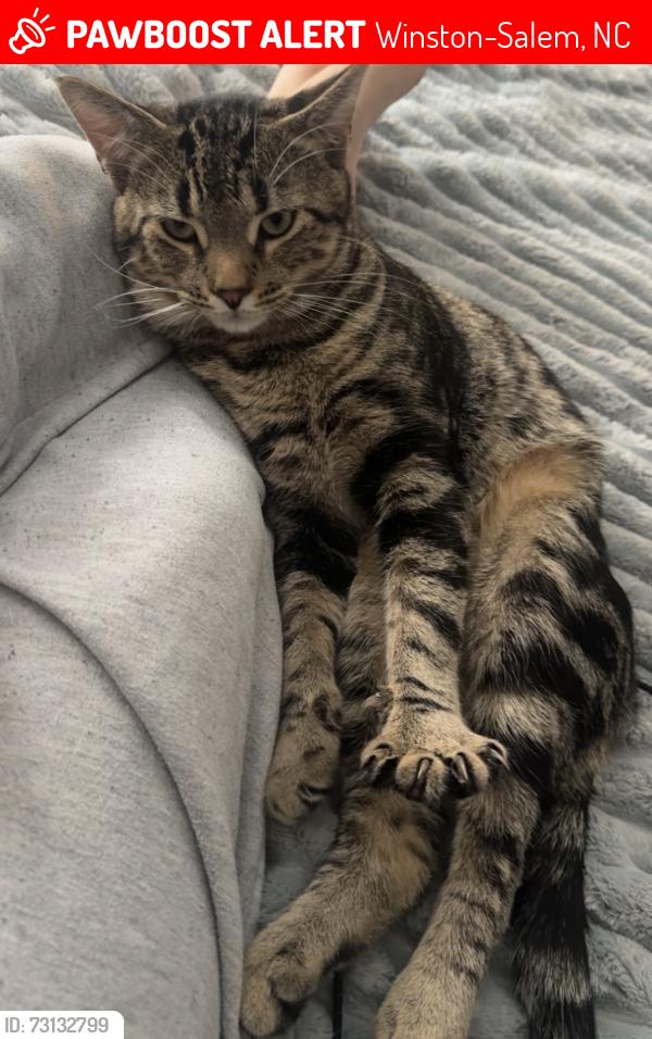 Lost Male Cat last seen Huntingreen ln and Robinhood rd, Winston-Salem, NC 27106