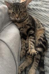 Lost Male Cat last seen Huntingreen ln and Robinhood rd, Winston-Salem, NC 27106